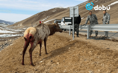 Завханд шархадсан бугыг аюулгүй бүсэд шилжүүлэн хамгаалжээ
