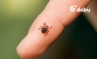 Хачигт хазуулахаас сэргийлэхийг ууланд алхагчдад анхааруулж байна