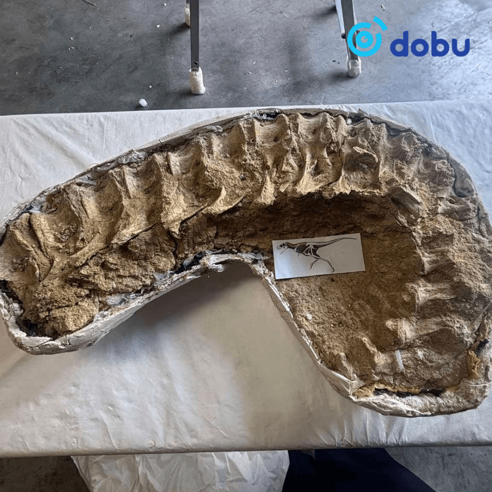 Хууль бусаар хил давуулсан үлэг гүрвэлийн олдворуудыг эх орондоо авчирна