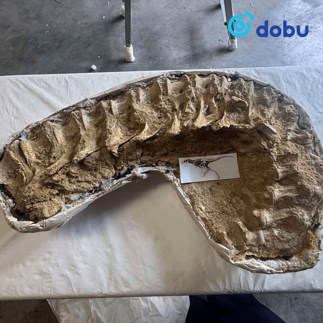 Хууль бусаар хил давуулсан үлэг гүрвэлийн олдворуудыг эх орондоо авчирна