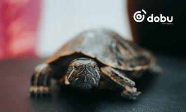 Нохой, муур, тоть зэрэг 8 төрлийн 730 амьтныг улсын хилээр хууль бусаар нэвтрүүлэхийг завджээ