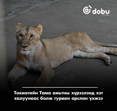 Японд хэт халалтын улмаас амьтны хүрээлэнгийн гурван арслан хорогдож, хэд хэд нь өвджээ