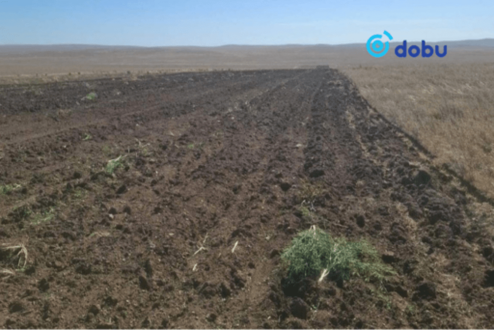 Мансууруулах төрлийн ургамал тариалсныг илрүүлжээ