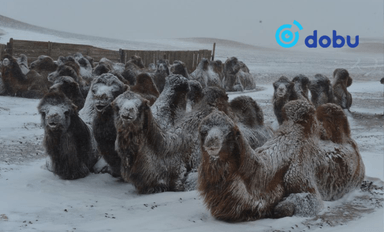 Цас орж, цасан шуурга шуурна