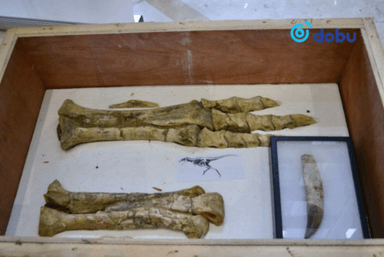 Монголын нутаг дэвсгэрээс хулгайлагдсан үлэг гүрвэлийн чулуужсан олдворуудыг эргүүлэн авчээ