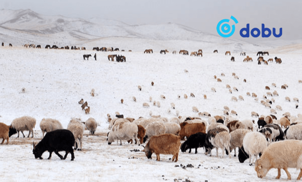 Малын индексжүүлсэн даатгалын нэгдүгээр босго үзүүлэлтийг таван хувь болгож буурууллаа
