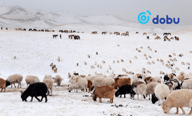 Малын индексжүүлсэн даатгалын нэгдүгээр босго үзүүлэлтийг таван хувь болгож буурууллаа
