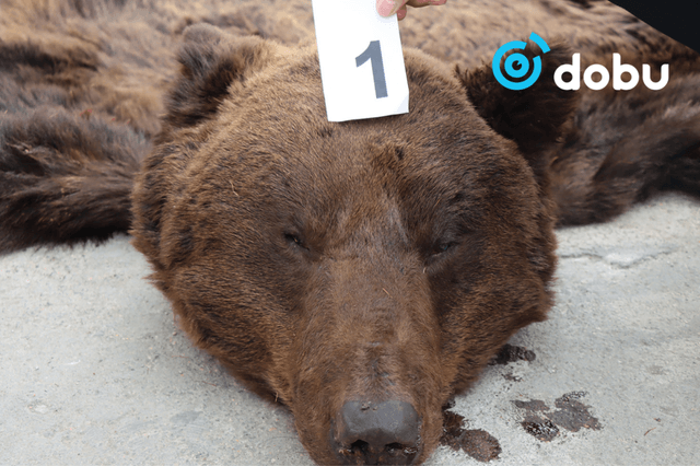 Монгол орны ховор амьтан болох "Хүрэн баавгай"-г хууль бусаар агнасан үйлдлийг илрүүллээ