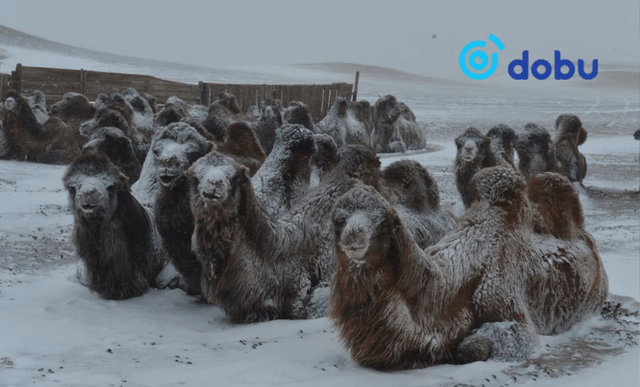 Цас орж, явган шуурга шуурна