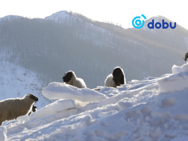 Улсын хэмжээнд мал өвөлжилт хүндэрч, 5 хувьд нэн их эрсдэлтэй байна