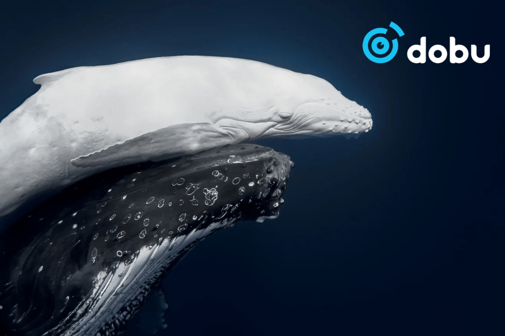 Ховор цагаан бөгтөр халимны зураг 2026 оны Дэлхийн байгалийн гэрэл зургийн шагналын тэргүүн байранд шалгарчээ