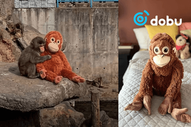 "Punch” сармагчны зөөлөн чихмэлийн эрэлт огцом өсжээ