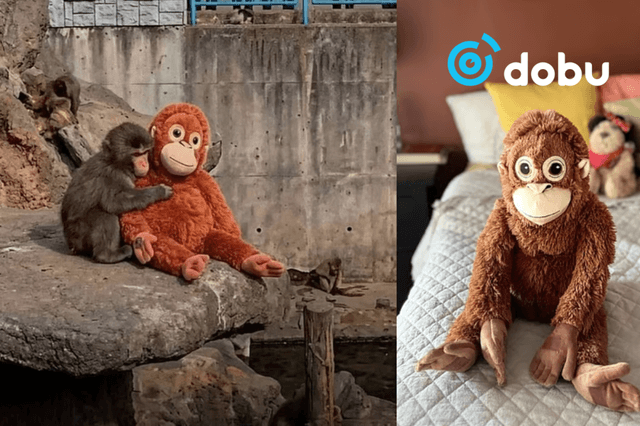 "Punch” сармагчны зөөлөн чихмэлийн эрэлт огцом өсжээ