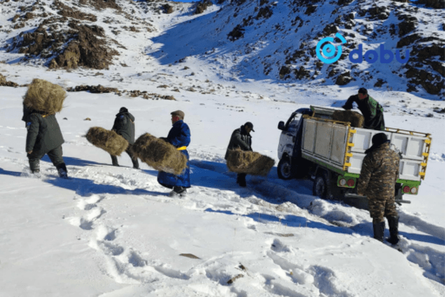 Завхан аймагт зэрлэг амьтдын тоо толгойг нэмэгдүүлэх зорилгоор өвс, хужир тавьжээ