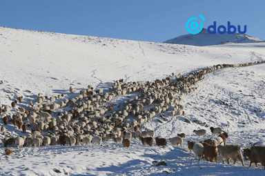 Нийт 9 аймгийн 36 сум цагаан зудтай байна