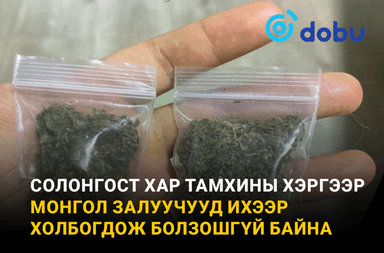 Солонгост хар тамхины хэргээр монгол залуучууд ихээр холбогдож болзошгүй байна