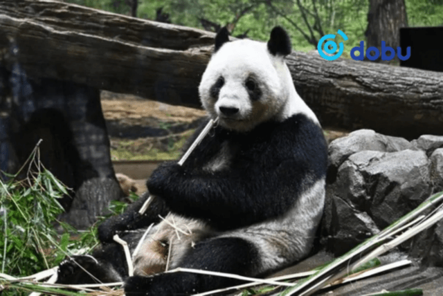 Япон улс сүүлийн хоёр пандагаа Хятад руу буцаажээ