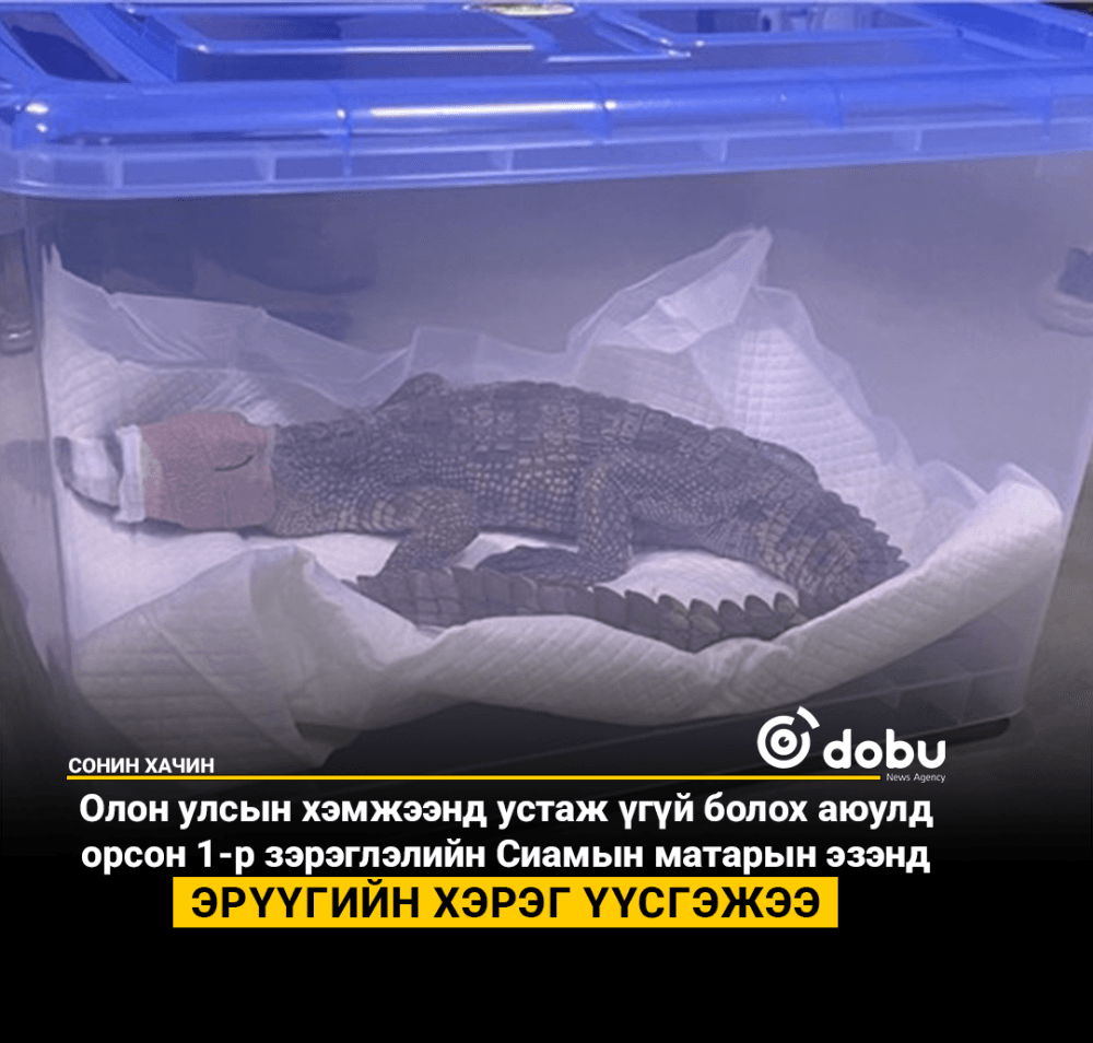 Сиамын матарын эзэнд эрүүгийн хэрэг үүсгэжээ