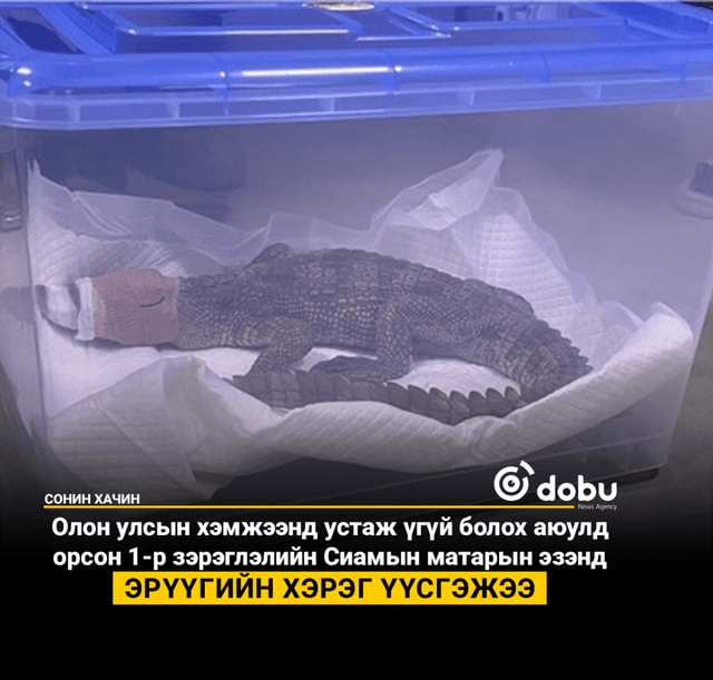 Сиамын матарын эзэнд эрүүгийн хэрэг үүсгэжээ