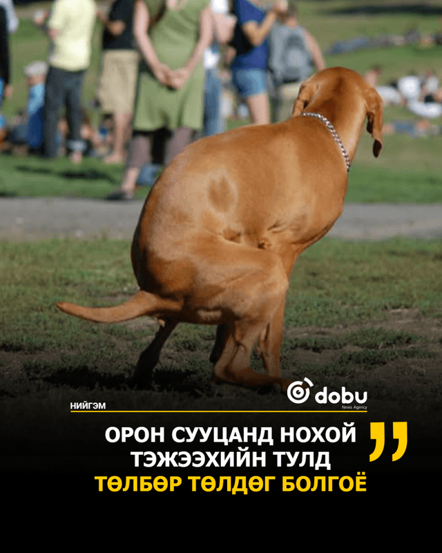 Орон сууцанд нохой тэжээхийн тулд төлбөр төлдөг болгоё