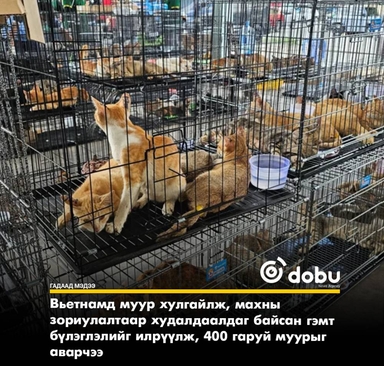 Вьетнамд муур хулгайлдаг бүлэглэлийг илрүүлж, 400 гаруй муурыг аварчээ