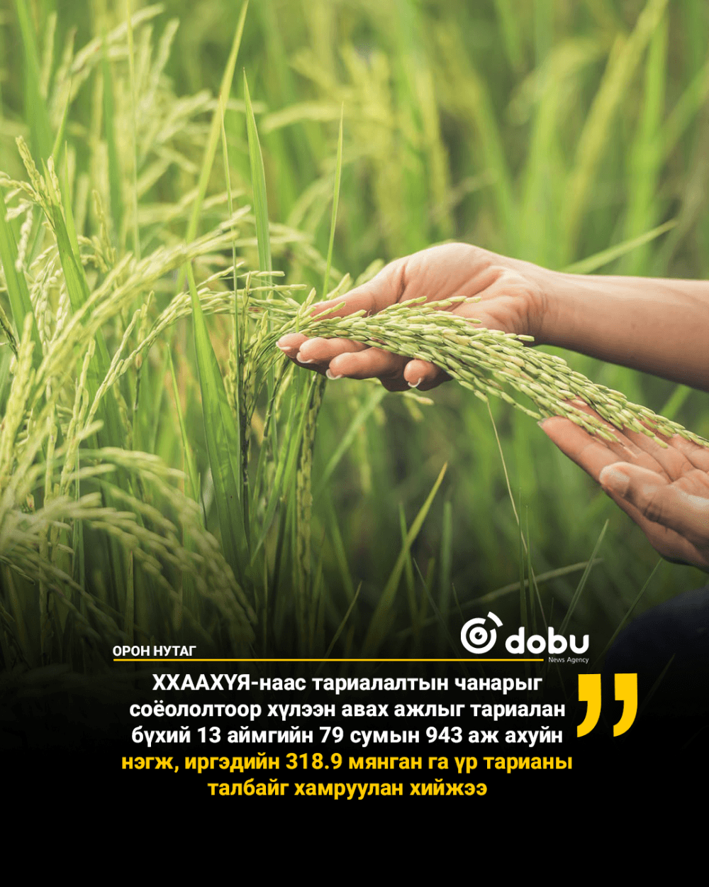Өнөөдрийн байдлаар 530.4 мянган га-д тариалалт хийж, улаанбуудай, төмсний тариалалт дууссан байна