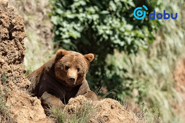 Хүрэн баавгай агнасан иргэнийг 5.4 сая төгрөгөөр торгожээ