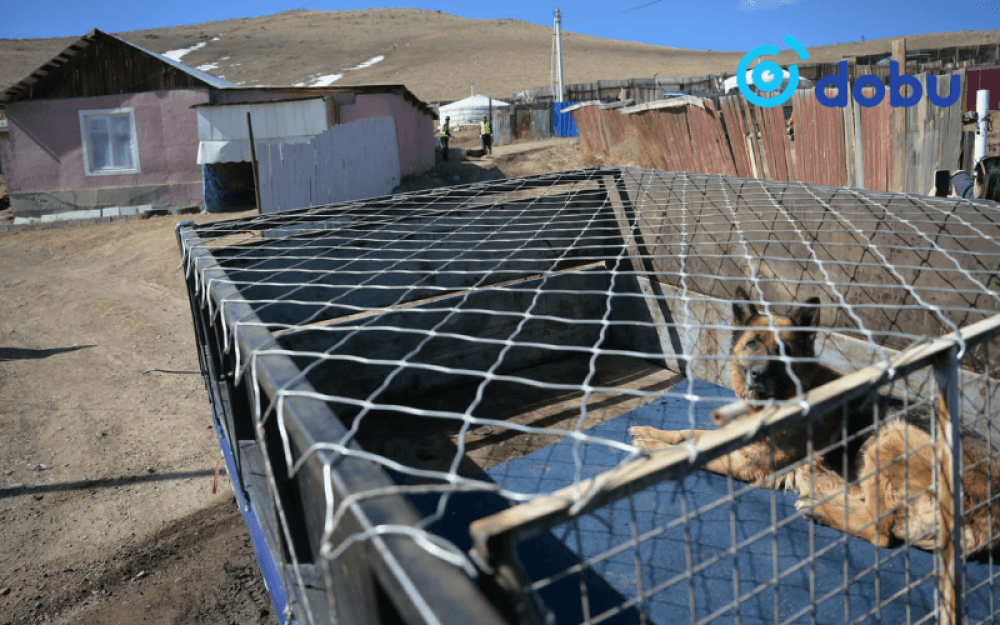 "Нохой, муураа тэжээх боломжгүй болсон тохиолдолд түр асрах байранд шилжүүлэх, эзэнтэй болгохыг уриаллаа"