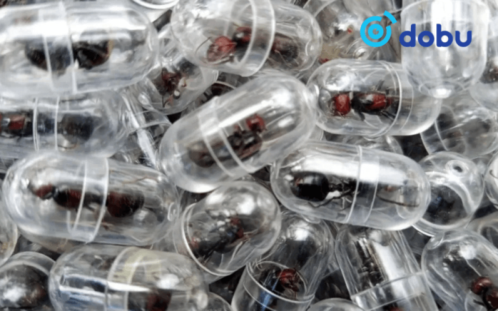 Кени улсаас 2000 гаруй амьд  хатан шоргоолж хууль бусаар гаргахыг завдсан хэрэг илэрчээ