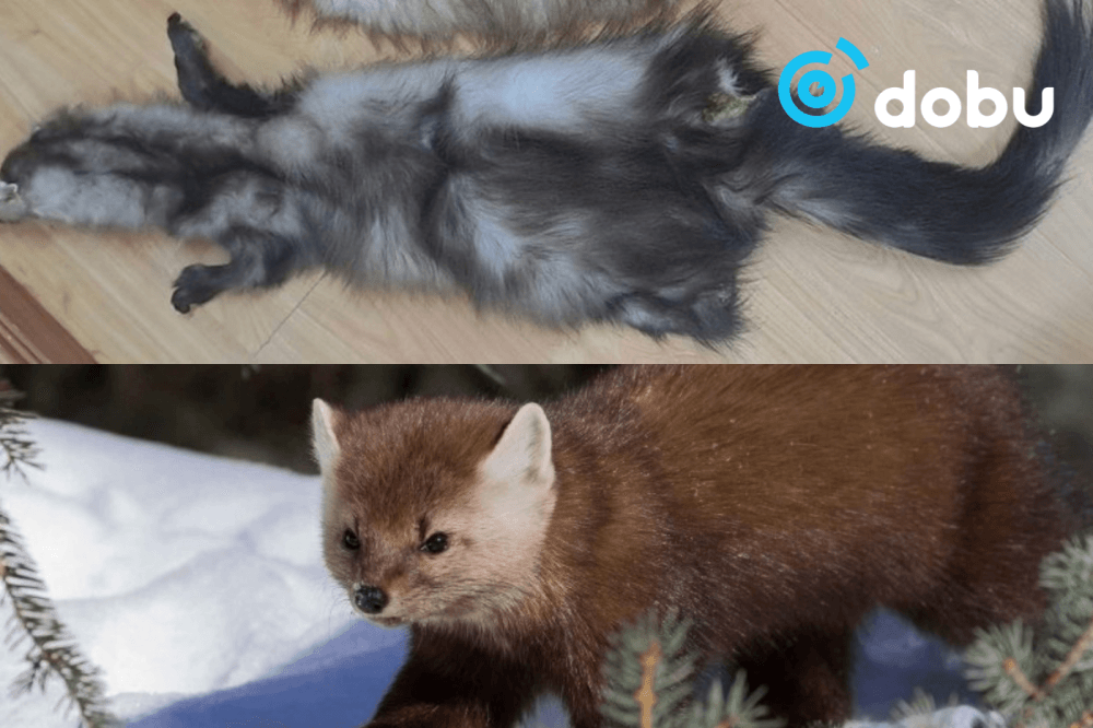 Суусар булга хууль бусаар агнасан иргэнийг 7 сая төгрөгөөр торгожээ