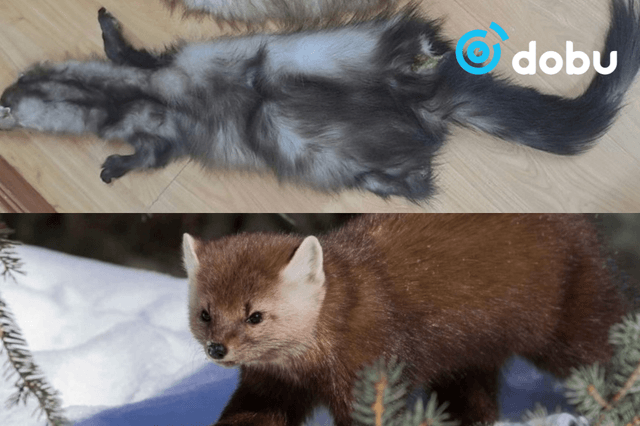 Суусар булга хууль бусаар агнасан иргэнийг 7 сая төгрөгөөр торгожээ