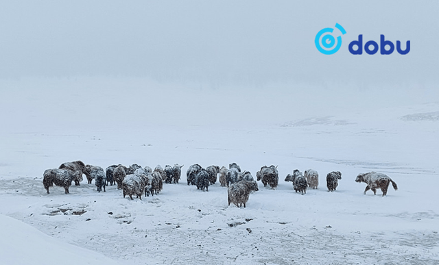 Зарим нутгаар нойтон цас орж, цасан шуурга шуурна