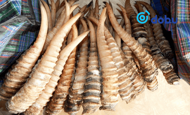 Бөхөнгийн 929 ширхэг эврийг БНХАУ руу худалдах гэж байжээ