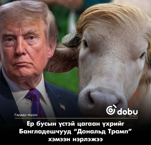 Бангладешт “Дональд Трамп” хочтой 700 кг жинтэй цагаан үхэр олны анхаарлыг татаж байна