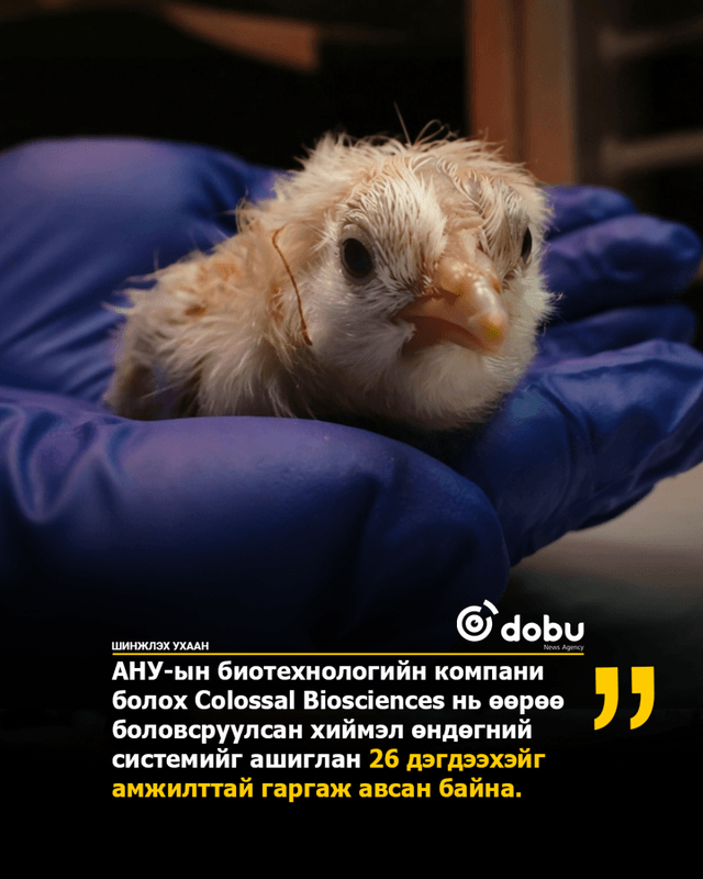 Хиймэл өндгөн эсээс дэгдээхэйнүүд мэндэлжээ