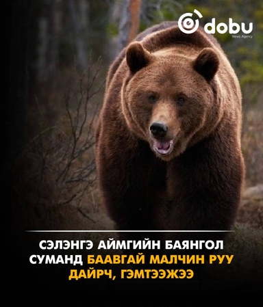 Сэлэнгэ аймгийн Баянгол суманд баавгай малчин руу дайрч, гэмтээжээ