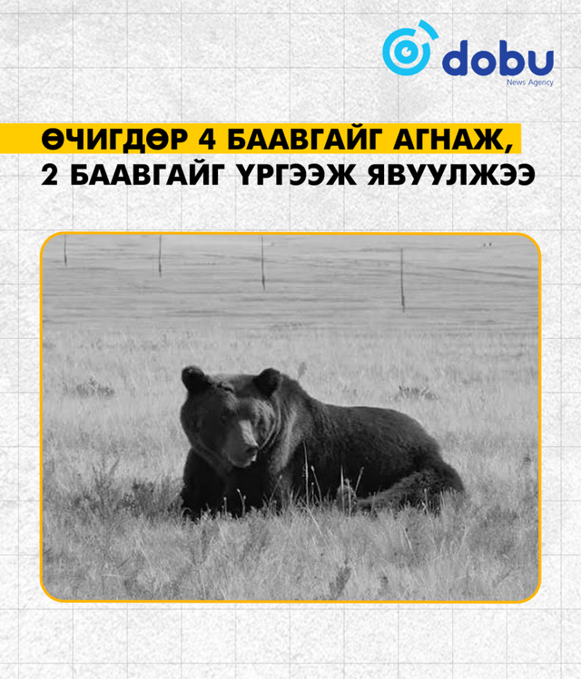 Өчигдөр 4 баавгайг агнаж, 2 баавгайг үргээж явуулжээ