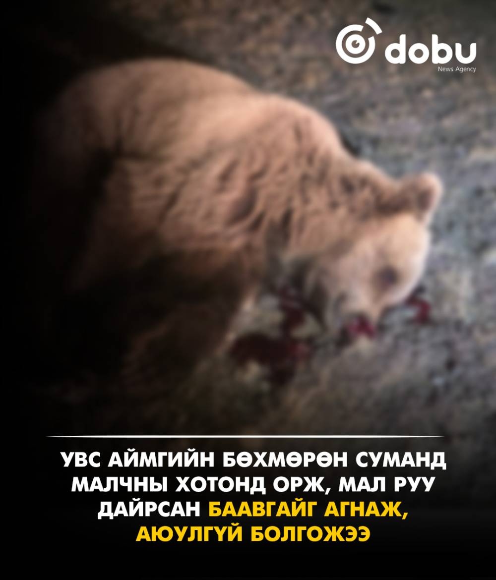 Увс аймгийн Бөхмөрөн суманд малчны хотонд орж, мал руу дайрсан баавгайг агнаж, аюулгүй болгожээ