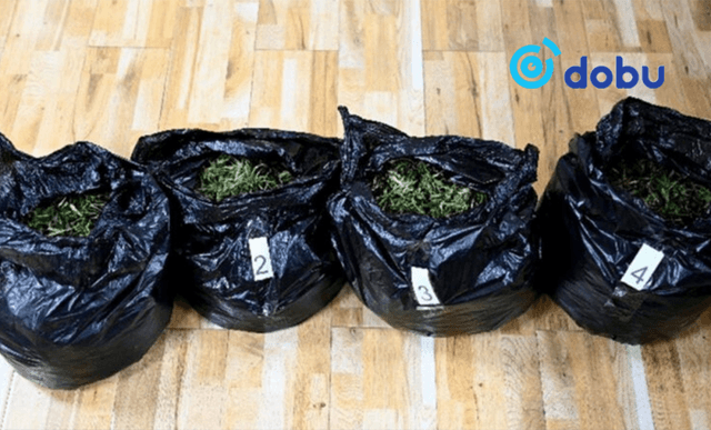 Улаанбаатар руу нэвтрүүлж буй мансууруулах ургамлын хэмжээ 17.5 дахин өсжээ