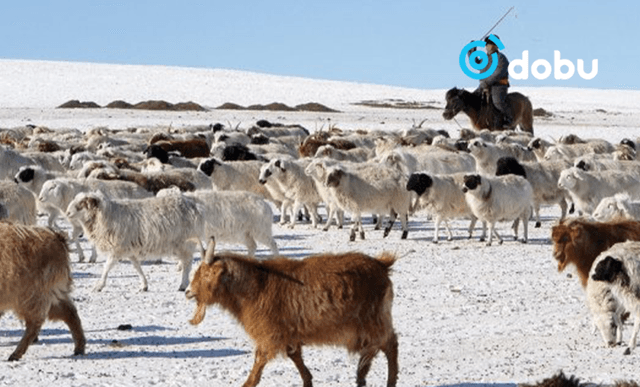 Ирэх өвөл-хаврын бэлчээрийн даац нутгийн 60 орчим хувьд хүрэлцээтэй байна