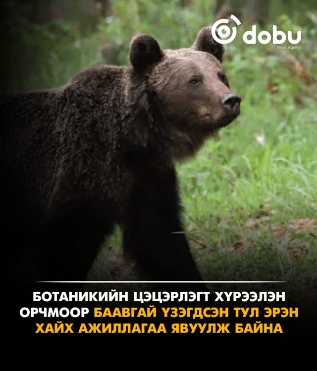 СЭРЭМЖЛҮҮЛЭГ: Ботаник цэцэрлэгт хүрээлэн орчмоор баавгай үзэгдсэн тул эрэн хайх ажиллагаа явуулж байна