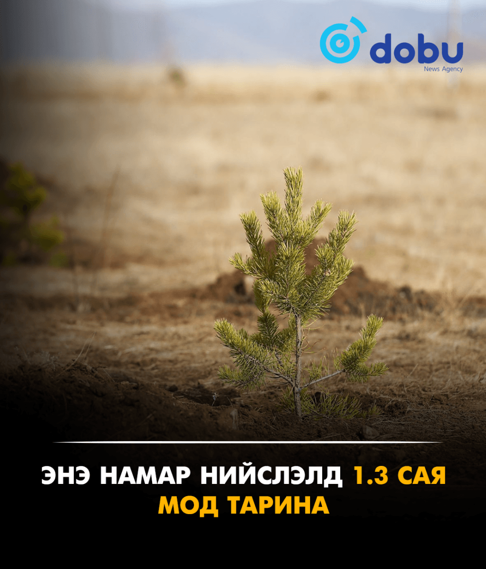 Энэ намар нийслэлд 1.3 сая мод тарина