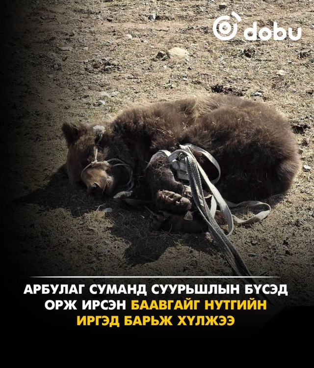 Хөвсгөл аймгийн Арбулаг сумын суурьшлын бүсэд хүрэн баавгай орж иржээ