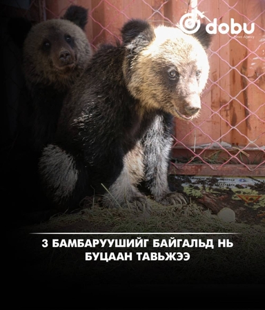 Гурван бамбаруушийг байгальд нь буцаан тавьжээ