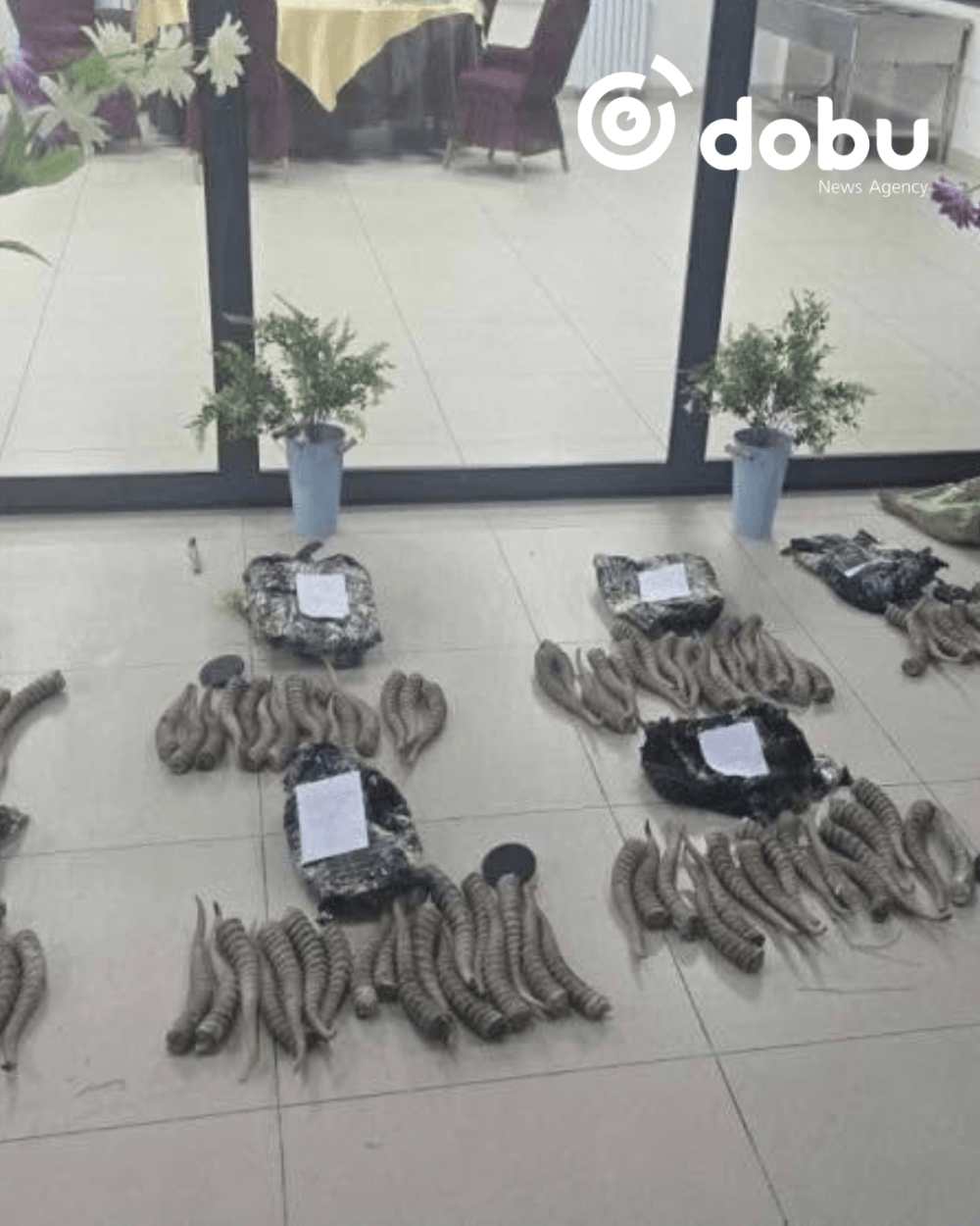 677 кг бөхөнгийн эврийг хилээр хууль бусаар гаргахыг завджээ