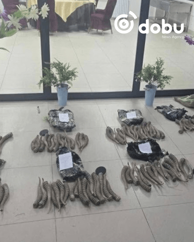 677 кг бөхөнгийн эврийг хилээр хууль бусаар гаргахыг завджээ