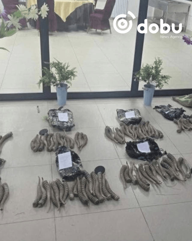 677 кг бөхөнгийн эврийг хилээр хууль бусаар гаргахыг завджээ