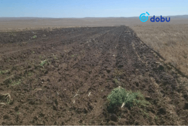 Мансууруулах төрлийн ургамал тариалсныг илрүүлжээ