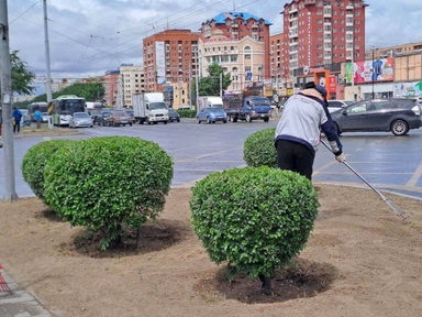 Баянгол дүүрэгт нийтийн эзэмшлийн 9.3 га талбайд зүлэг тарьж, ногоон байгууламжийг нэмэгдүүлж байна