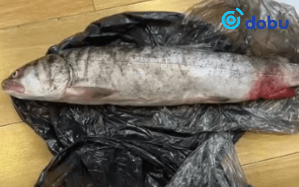 Ховор амьтны жагсаалтад бүртгэлтэй тул загасыг хууль бусаар барьж, тээвэрлэсэн 3 иргэнийг тус бүр 6 сая төгрөгөөр торгожээ